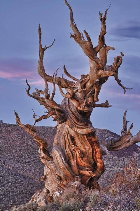 methuselah bristlecone pine tree at twilight 