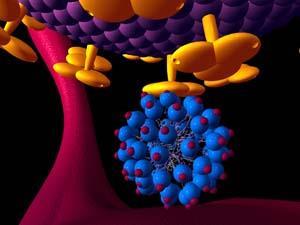 The dendrimer-based active ingredient (blue and red) in Starpharma's anti-HIV agent VivaGel binds to specific receptors (yellow) on the surface of HIV, preventing fusion with human cells