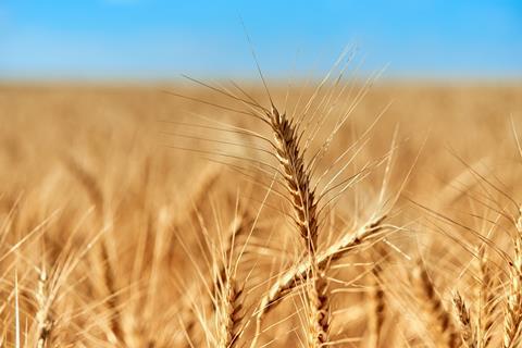 A photograph of a wheat field