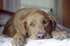 A wet dog on a bed