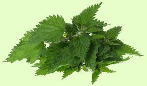 Stinging nettles