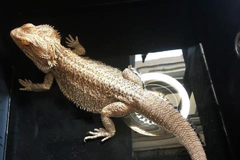 Miranda the bearded dragon