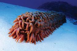 A sea cucumber, which contains vanadium in its blood pigment