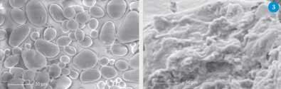 Figure 3 - SEMs of starch before (left) and after (right) modification