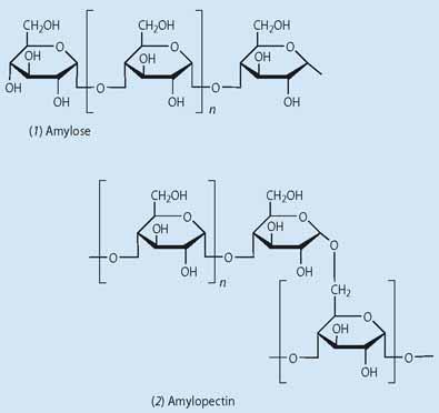 Structures of amylose and amylopectin