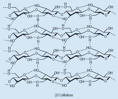 Structure of cellulose