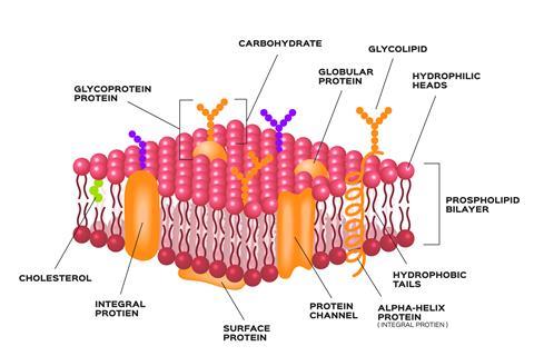 A diagram of a cell membrane
