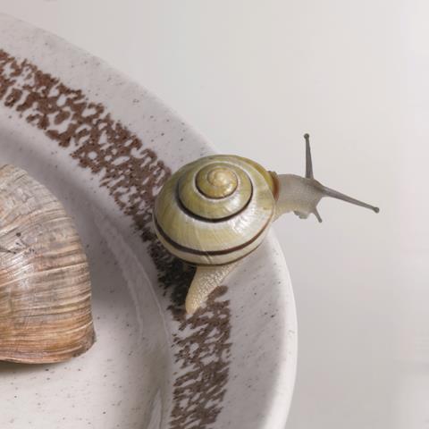 Snail escaping from a plate