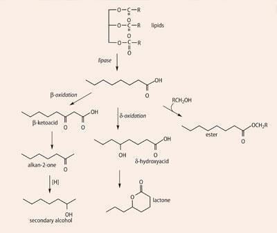 FEATURE-cheese-Scheme1-400