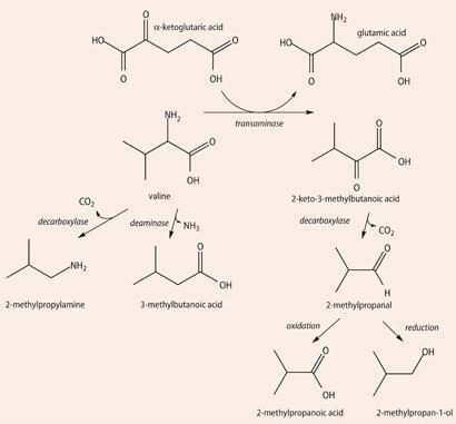 FEATURE-cheese-Scheme3-410