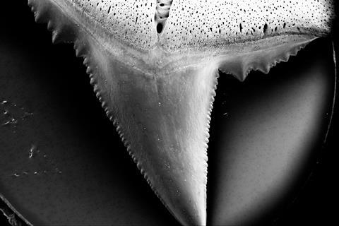 A magnified black and white image of a shark's tooth and you can see the serrated edges.