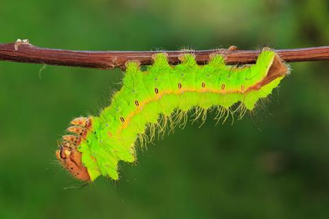 An image showing a silkworm