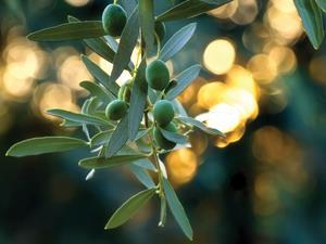 Fruit on an olive tree