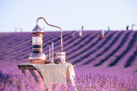 A small copper still in a lavender field