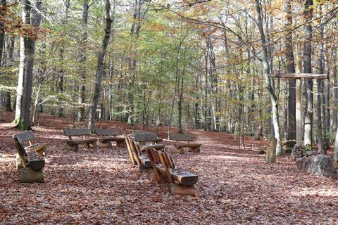 Wooden benches arranged in a semi-circle in a wood