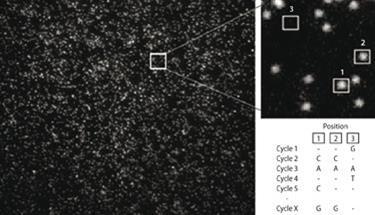 Figure 2 - Image taken with the Heliscope single molecule sequencer