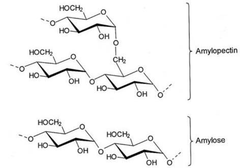 A diagram illustrating the structure of part of the amylopectin and amylose molecules in starch