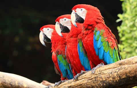 An image showing a group of three red macaws sitting on a branch