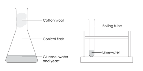A diagram of the experiment setup, including a conical flask with a glucose, water and yeast mixture and cotton wool in the neck of the flask. There is also a boiling tube with limewater in it, standing in a boiling tube rack.