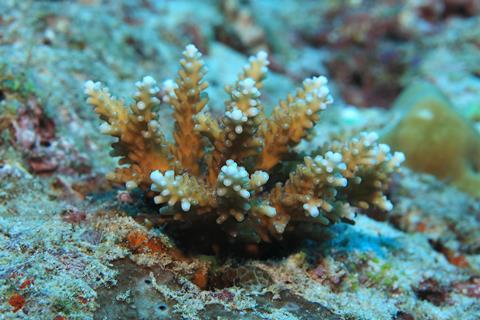 A small rocky coral showing new growth