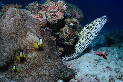 Clownfish in an anemone with a moray eel nearby