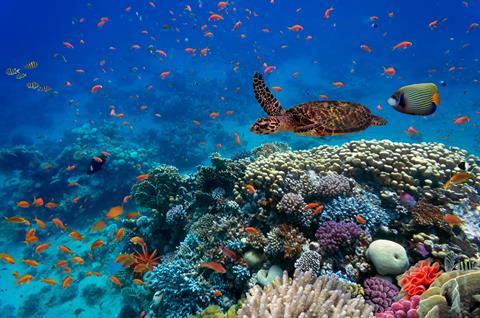 An image showing tropical fish and a turtle next to a coral reef
