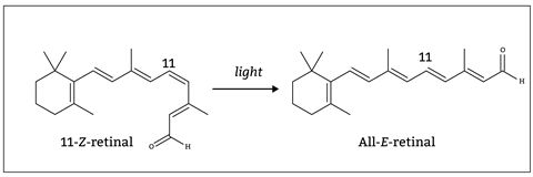 Comparing the difference between two isomers of retinal where light has bent the carbon chain at carbon-11