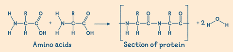 An equation for the creation of proteins from amino acids