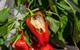 picture of a partly rotten red pepper
